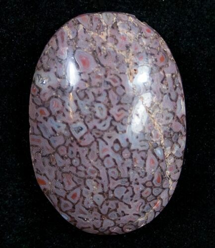 Colorado Agatized Dinosaur Bone Cab #9383